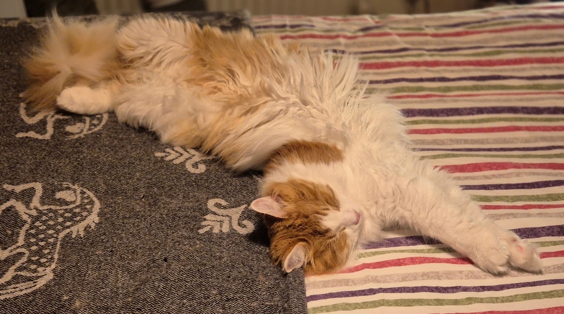 Sibirisk katt Xanthus